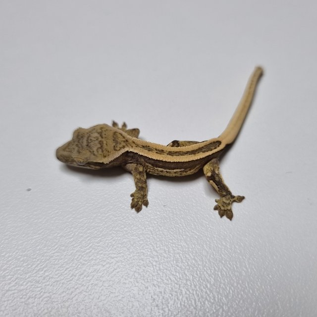 슈퍼스트라이프 엠티백 풀핀 쿼드