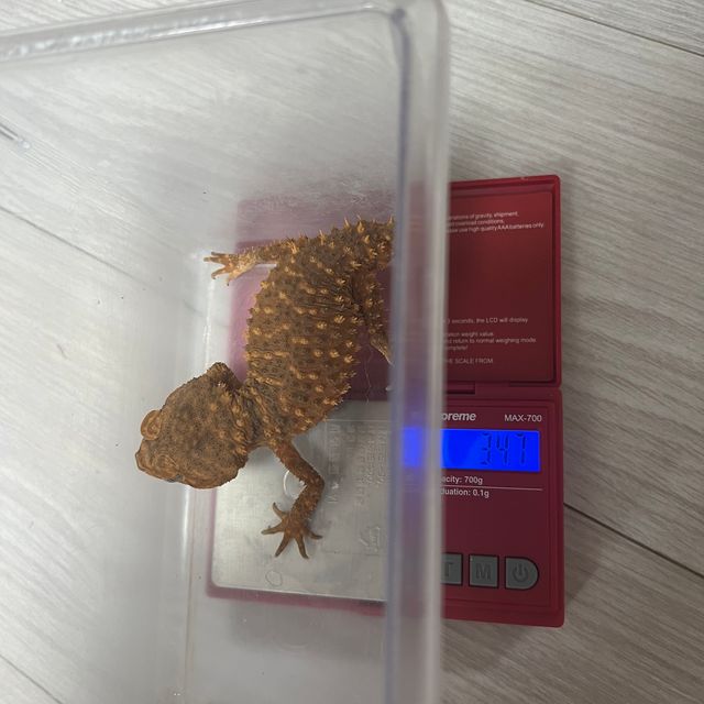 갤럭시