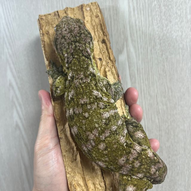 누아나