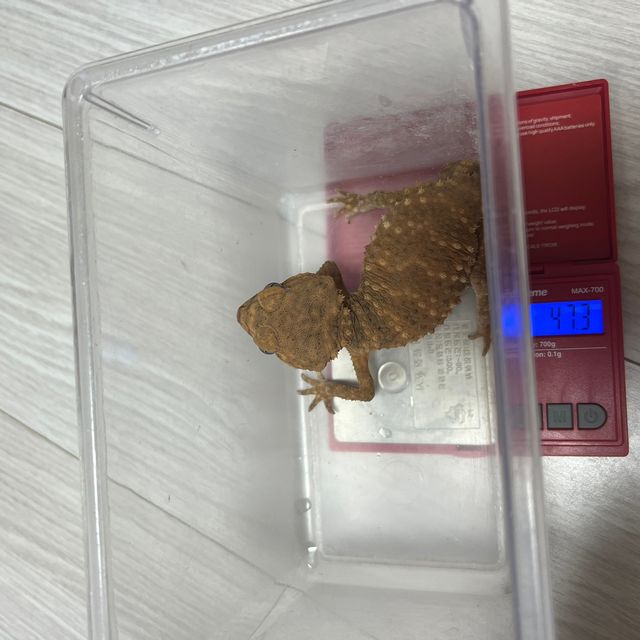 갤럭시