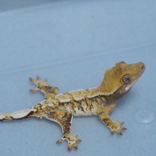 노멀 트라이 드리피