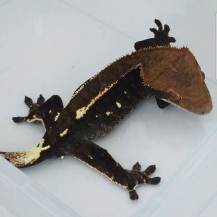 스틱