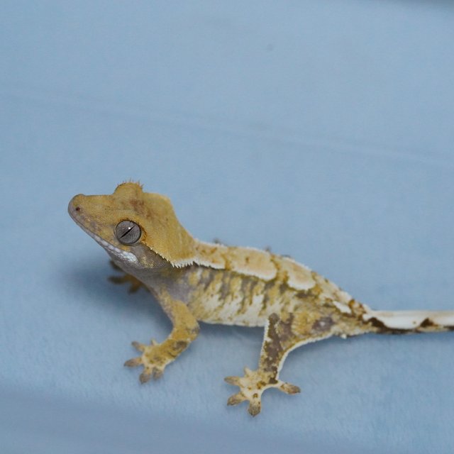 노멀 트라이 드리피