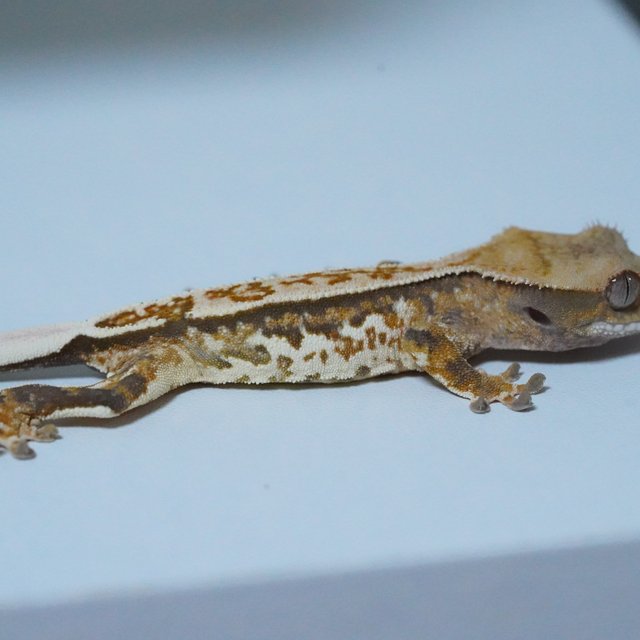 노멀 쿼드 화이트스팟 텐저린