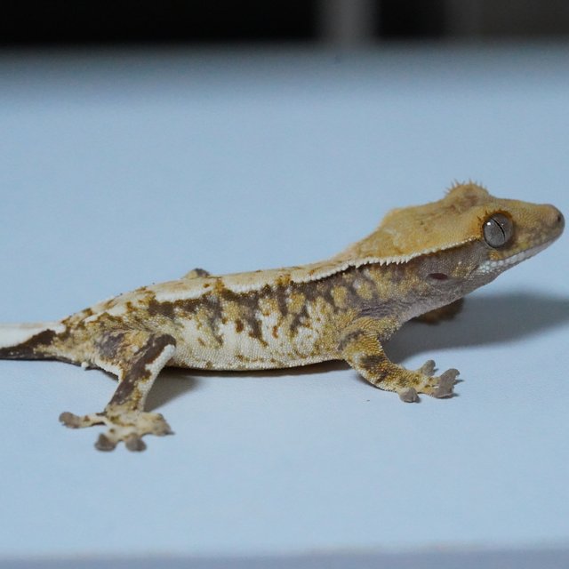 노멀 트라이 화이트핀