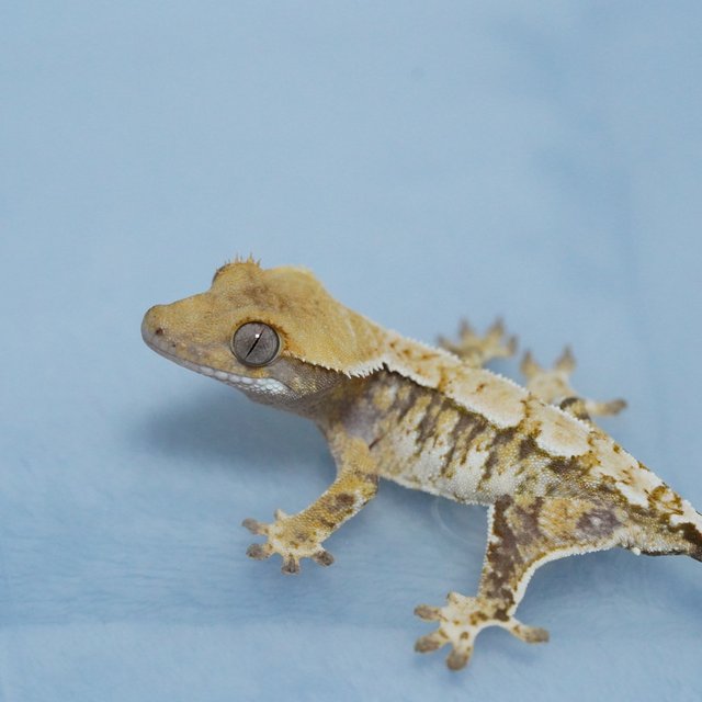 노멀 트라이 드리피