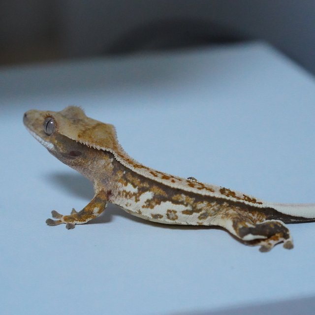 노멀 쿼드 화이트스팟 텐저린