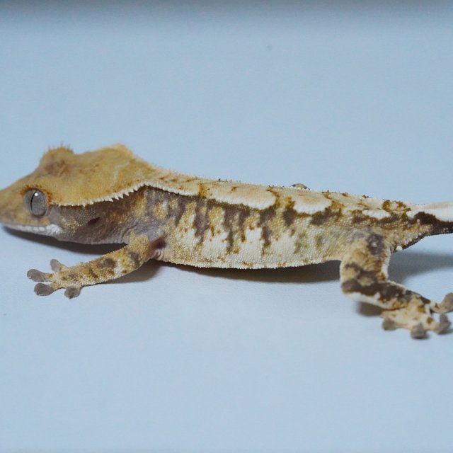 노멀 트라이 화이트핀