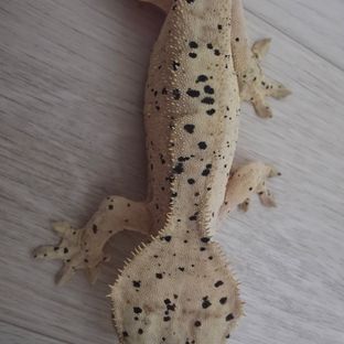 달마시안 슈퍼달마시안