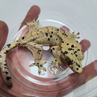 슈퍼달마시안