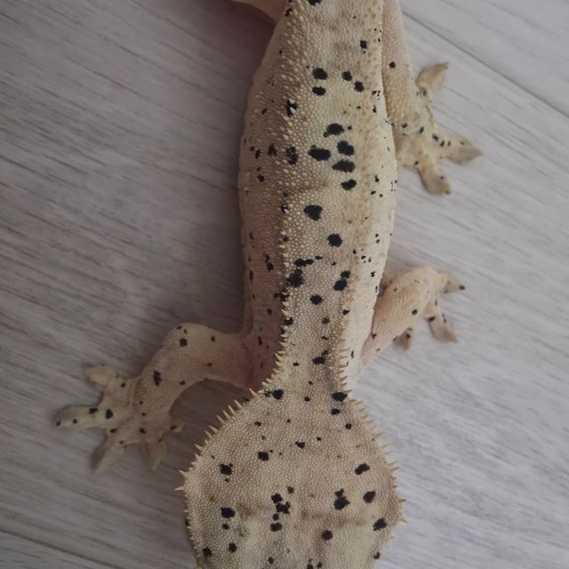 달마시안 슈퍼달마시안