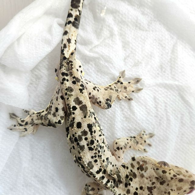 달마시안
