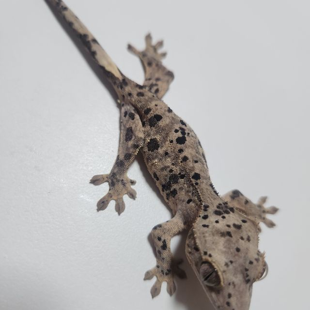 슈퍼달마시안