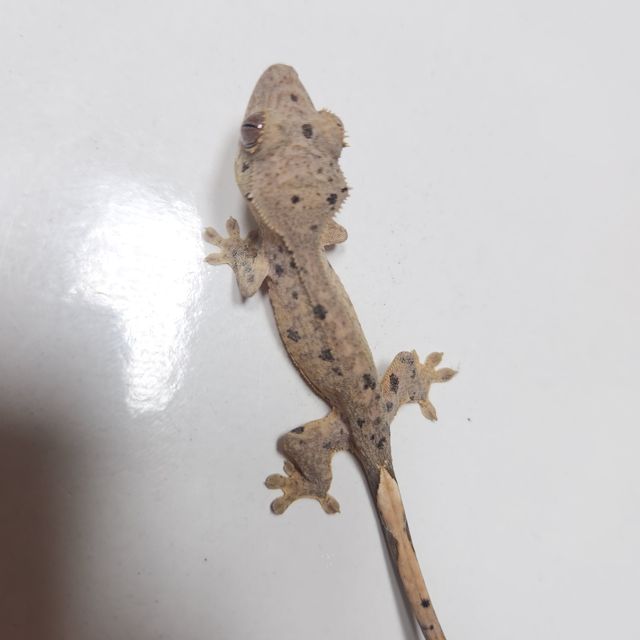 달마시안 슈퍼달마시안