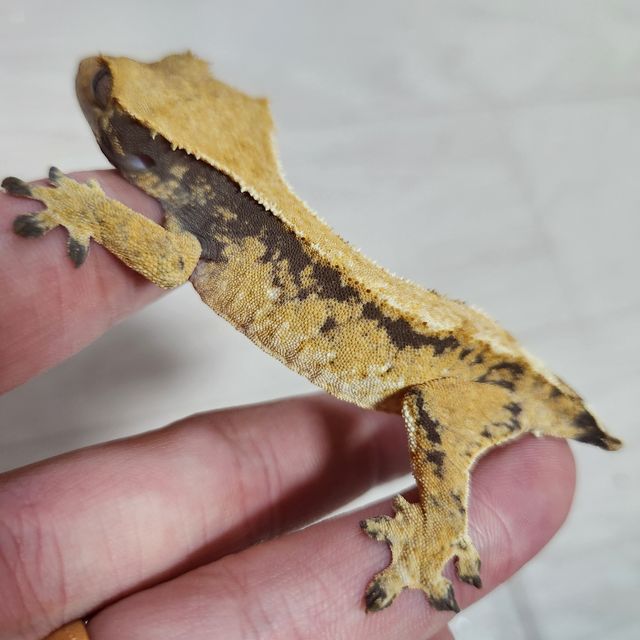 트라이