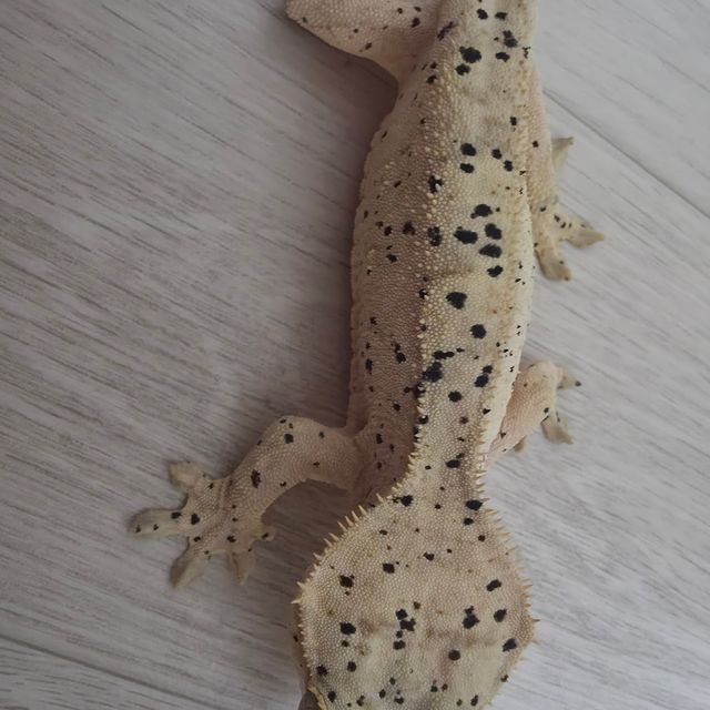 달마시안 슈퍼달마시안