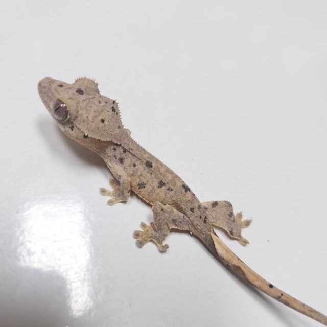 달마시안 슈퍼달마시안