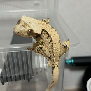 노멀