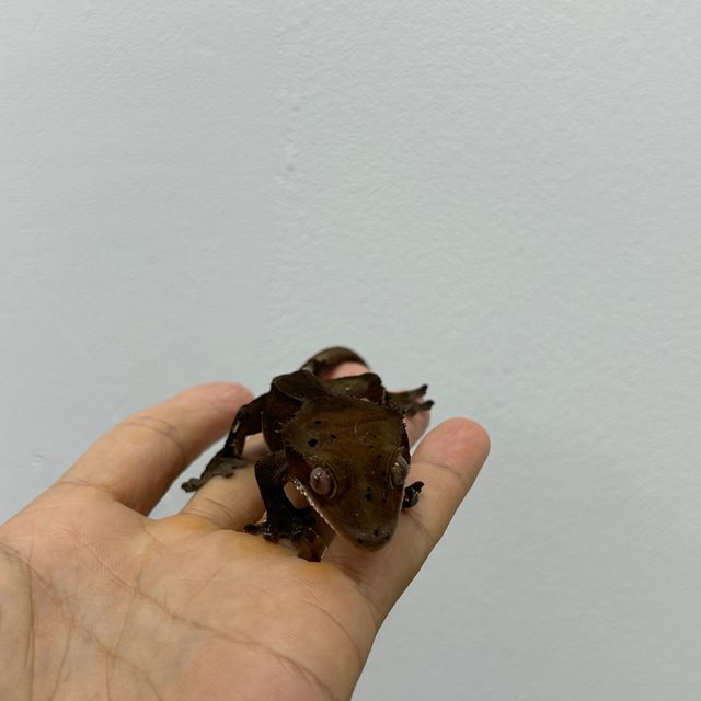 패턴리스 카푸치노