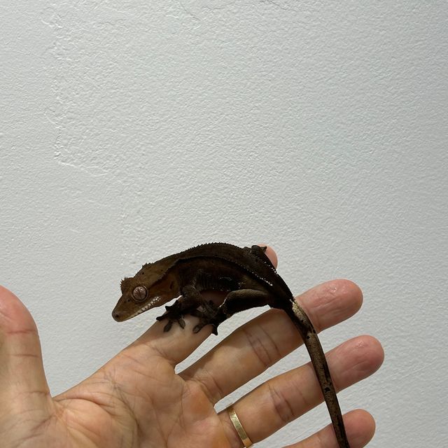 패턴리스 카푸치노