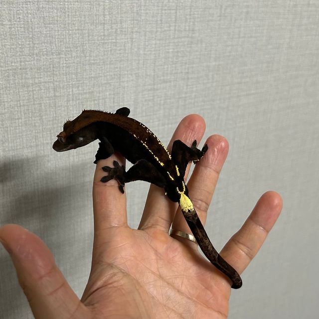 다크 카푸치노