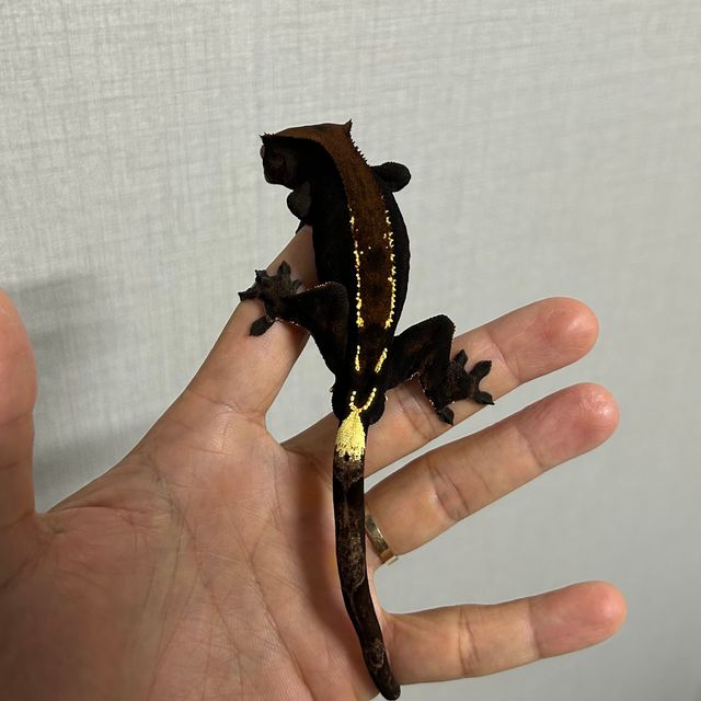 다크 카푸치노