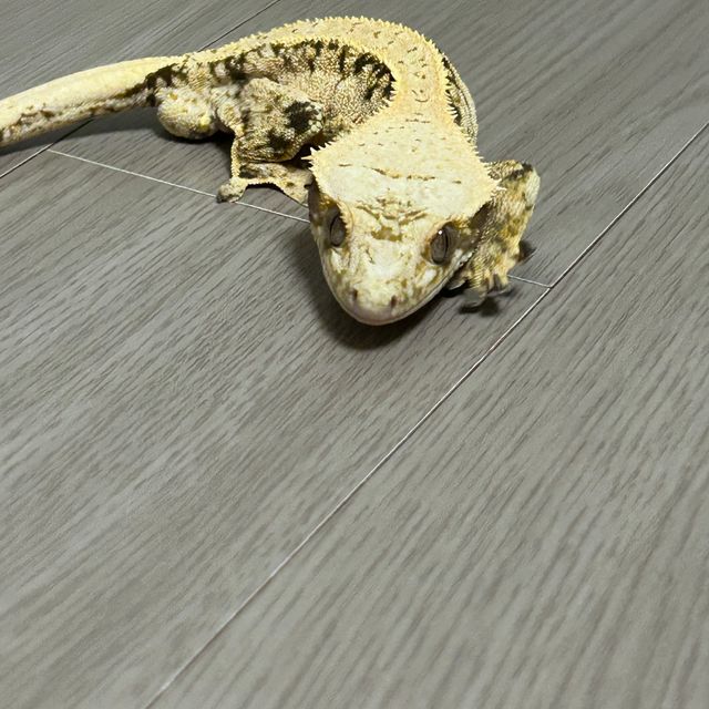 노멀
