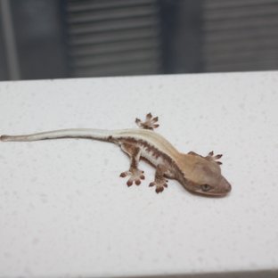 릴리 세이블 솔리드백