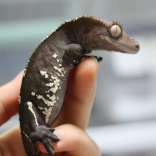 아잔틱 블랙