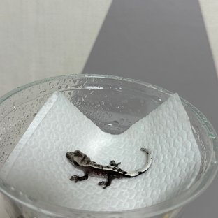 아잔틱