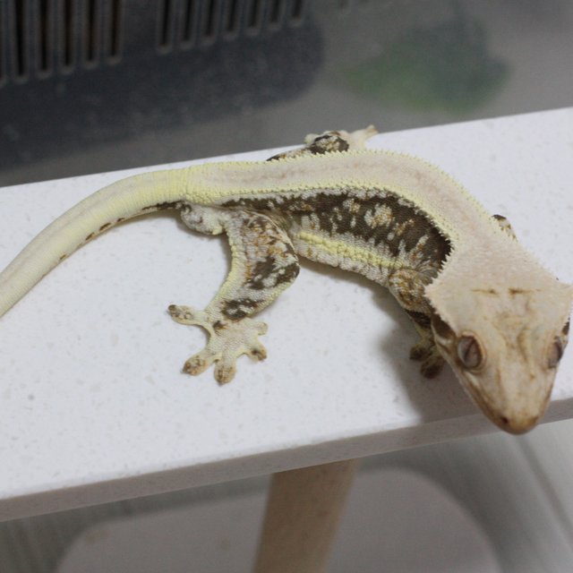 릴리100%헷아잔틱 솔리드백