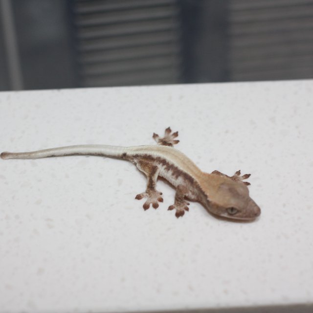 릴리 세이블 솔리드백