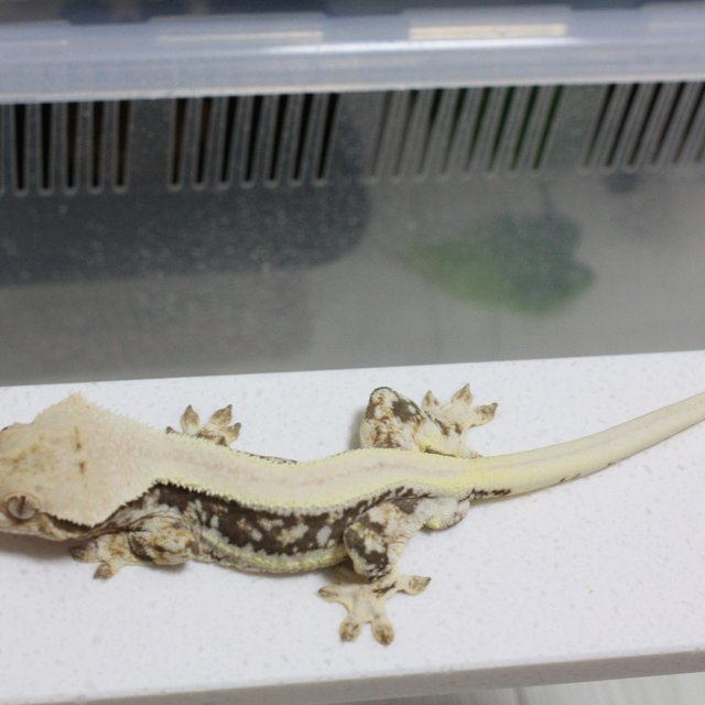 릴리100%헷아잔틱 솔리드백