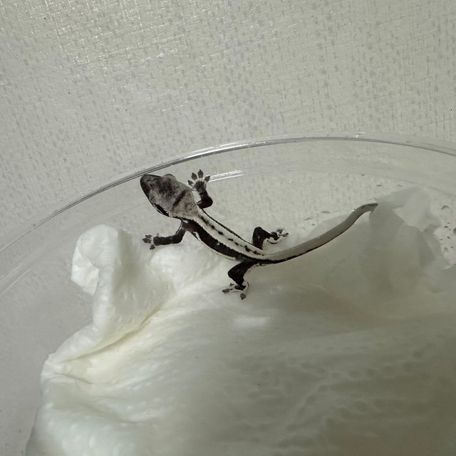릴잔틱 핀스트라이프