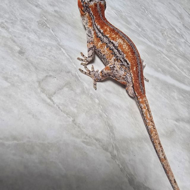 스트라이프 레드 오렌지