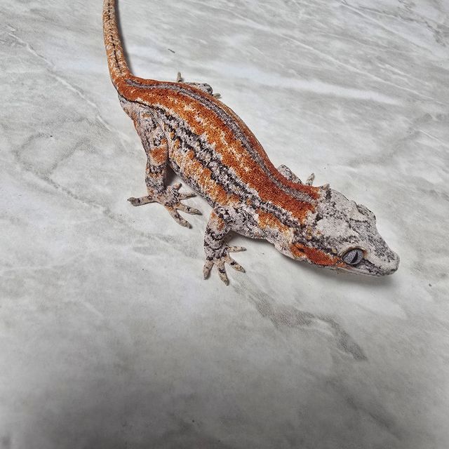 스트라이프 레드 오렌지