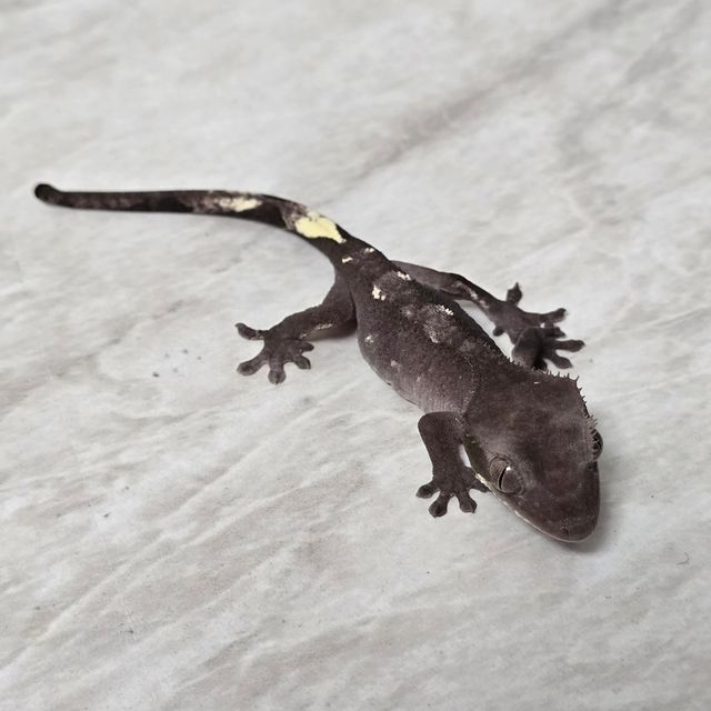 아잔틱