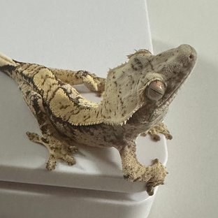 노멀 익스트림할리퀸