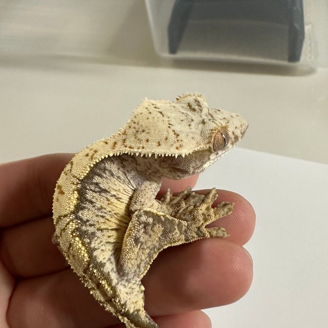 노멀 익스트림할리퀸