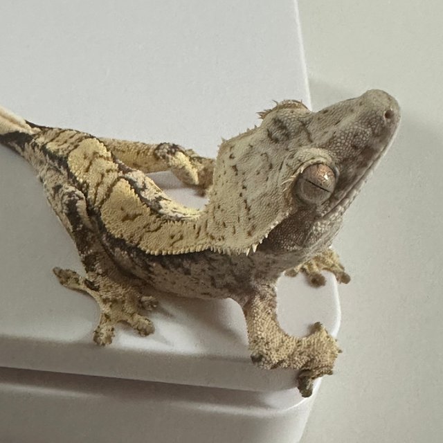 노멀 익스트림할리퀸