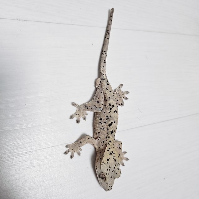 달마시안 슈퍼달마시안