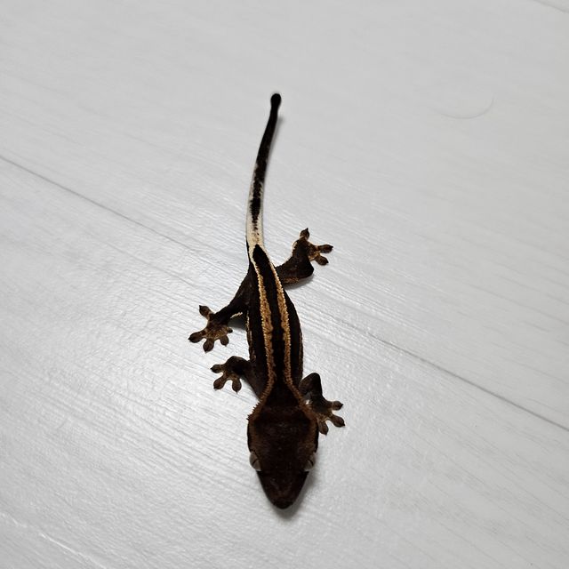 엠티백