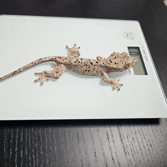 달마시안 슈퍼달마시안