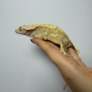 솔리드백 핀스트라이프