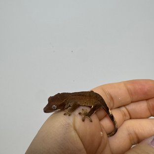 팬텀
