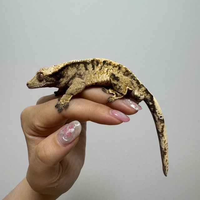 익스트림할리퀸