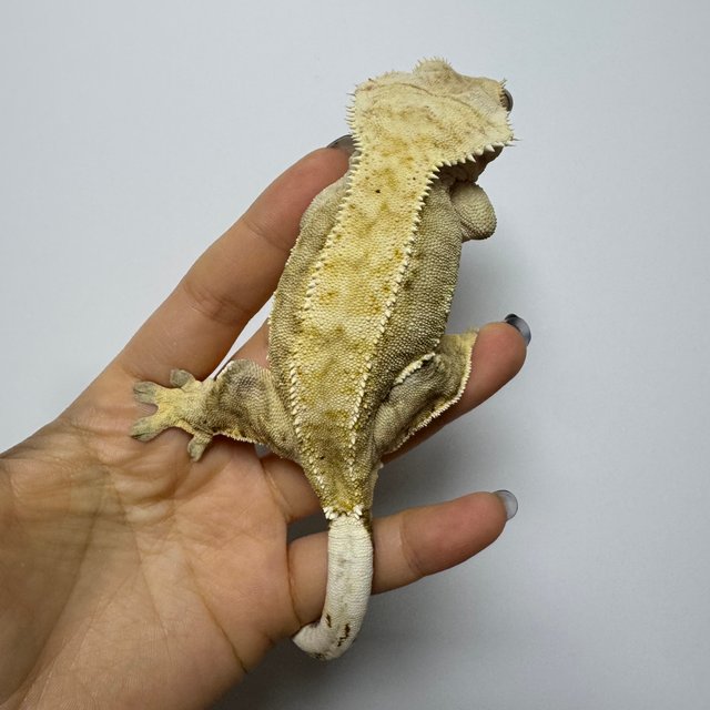 솔리드백 핀스트라이프