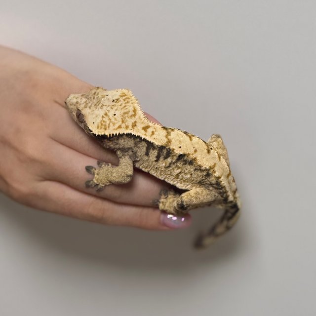 익스트림할리퀸