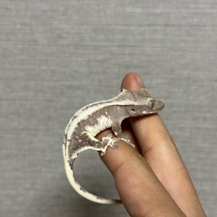 릴잔틱