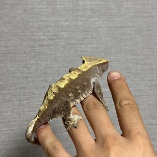 100%헷아잔틱